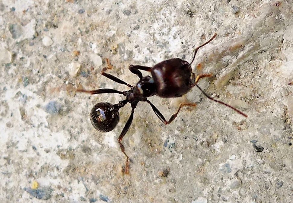 Las hormigas restauran los pastizales secos mediterráneos