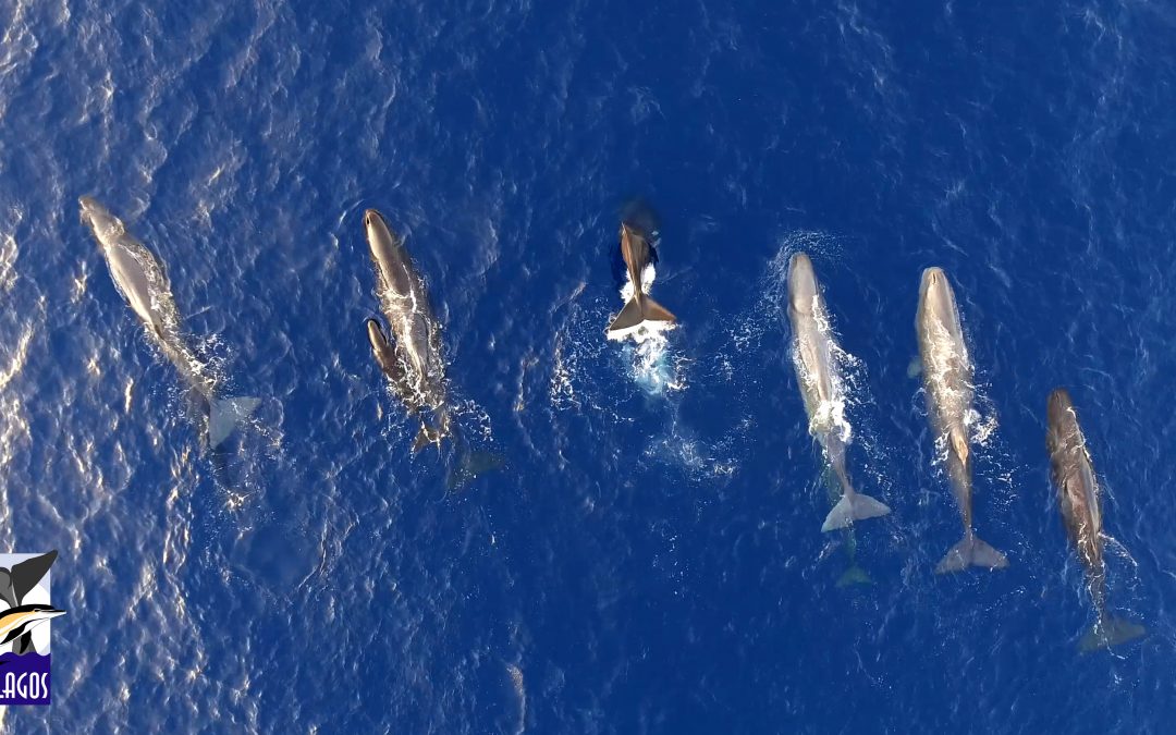 The life of the last sperm whales in the Mediterranean Sea