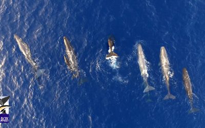 La vida de los últimos cachalotes del Mediterráneo