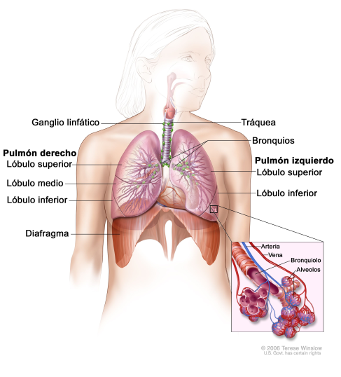 BREATHE IN AND BREATHE OUT: DO YOU KNOW HOW YOUR LUNGS WORK?