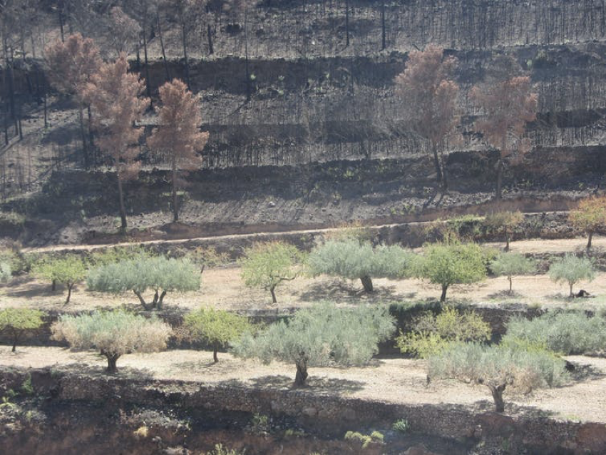 Cómo adaptarnos a la nueva realidad de incendios