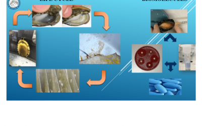 Smart innovation strategies for controlled environment breeding of Haliotis tuberculata