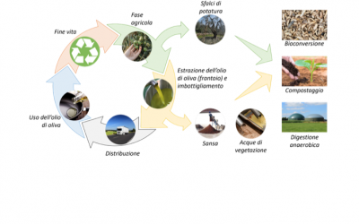 THE ENVIRONMENTAL IMPACT OF OUR CONSUMPTION CHOICES: DISCOVER THE LIFE CYCLE OF OLIVE OIL AND HOW THE WASTE PRODUCED IS MANAGED IN A SUSTAINABLE MANNER