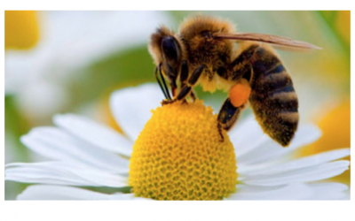 Api, Vespe e Calabroni; l’ipersensibilità allergica a questi insetti non è un problema. Parliamone!