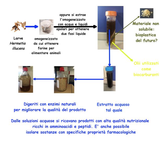 Trattamenti di larve della mosca soldato, Hermetia illucens per l’ottenimento di prodotti bioattivi e industriali a basso impatto