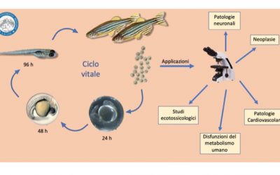Zebrafish as a model for scientific research