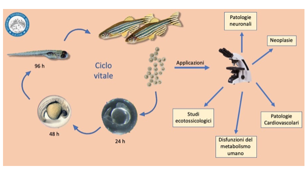 Zebrafish come modello per la ricerca scientifica