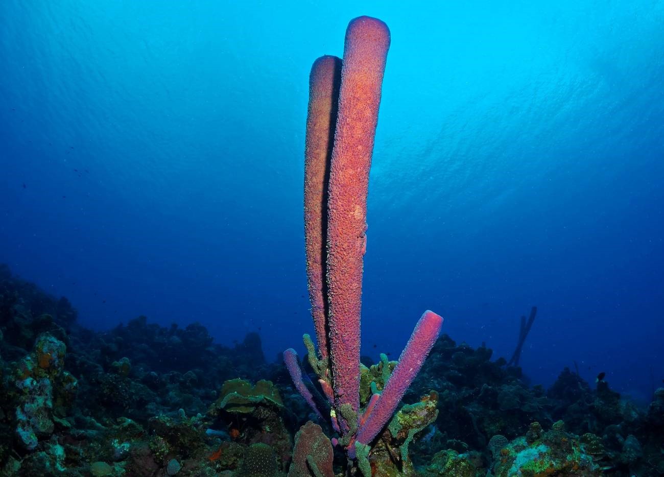 The 'sneezing' of sponges for waste removal Mednight