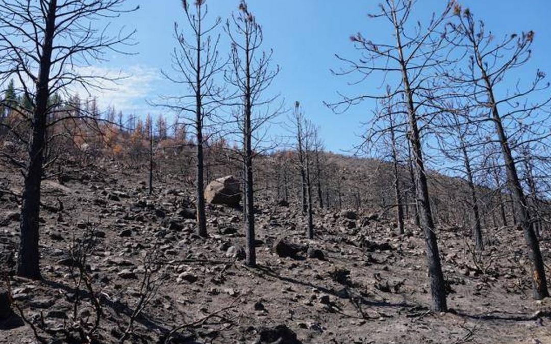 Benefits of not felling trees after a wildfire