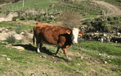 Cheese-making with vegetable rennet as an element of product and process innovation