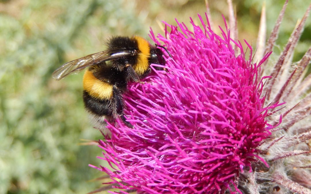 Wild bees and other pollinators