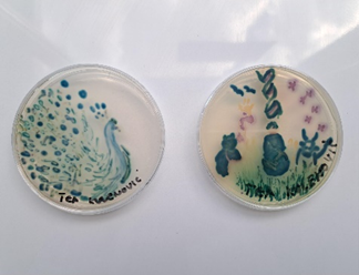 Agar art workshops “Science as art- Creating living masterpieces”